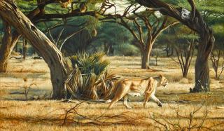 Tony Karpinski - Lioness, morning game drive
