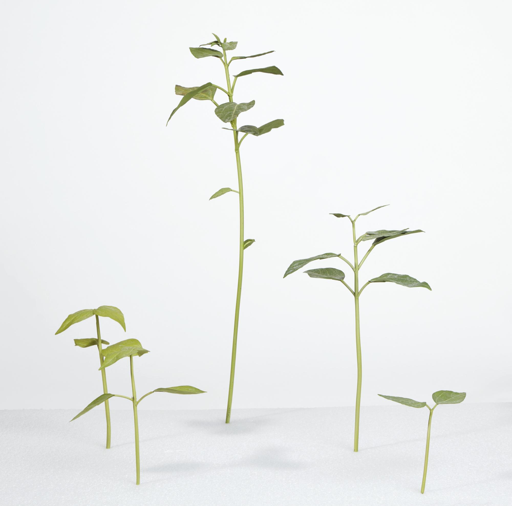 Tony Matelli - Abandon