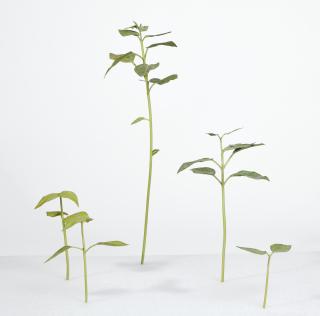 Tony Matelli - Abandon