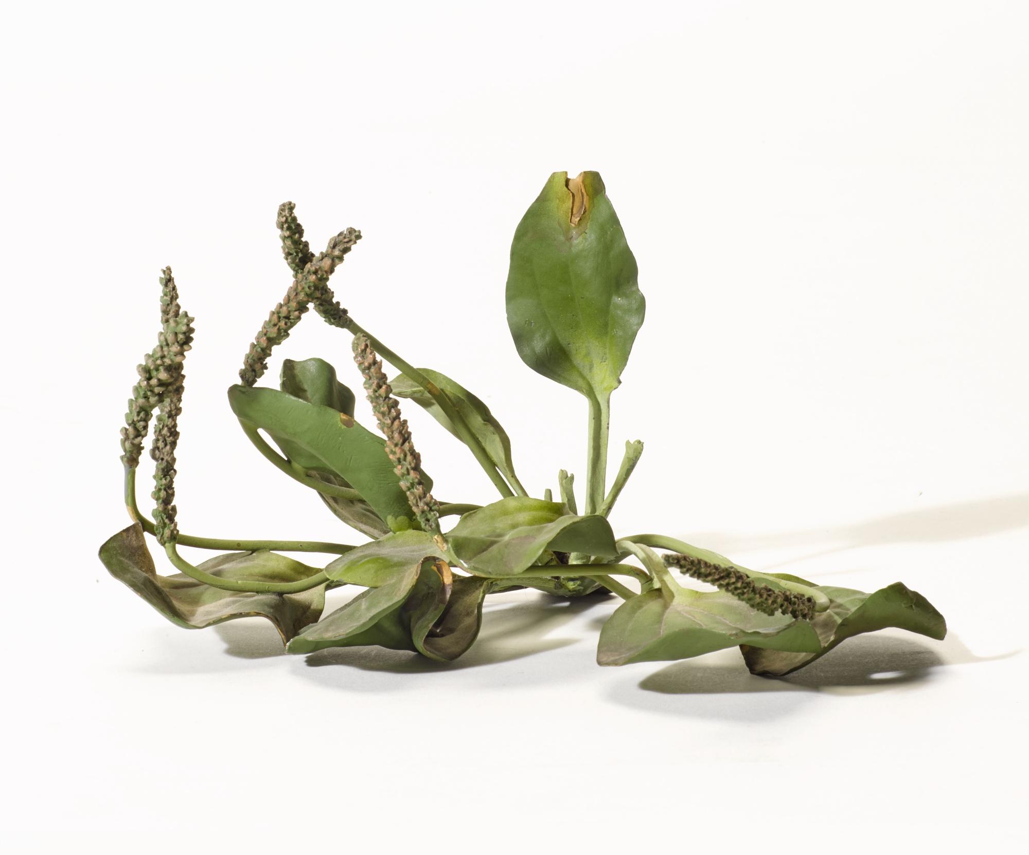 Tony Matelli - Abandoned Weed