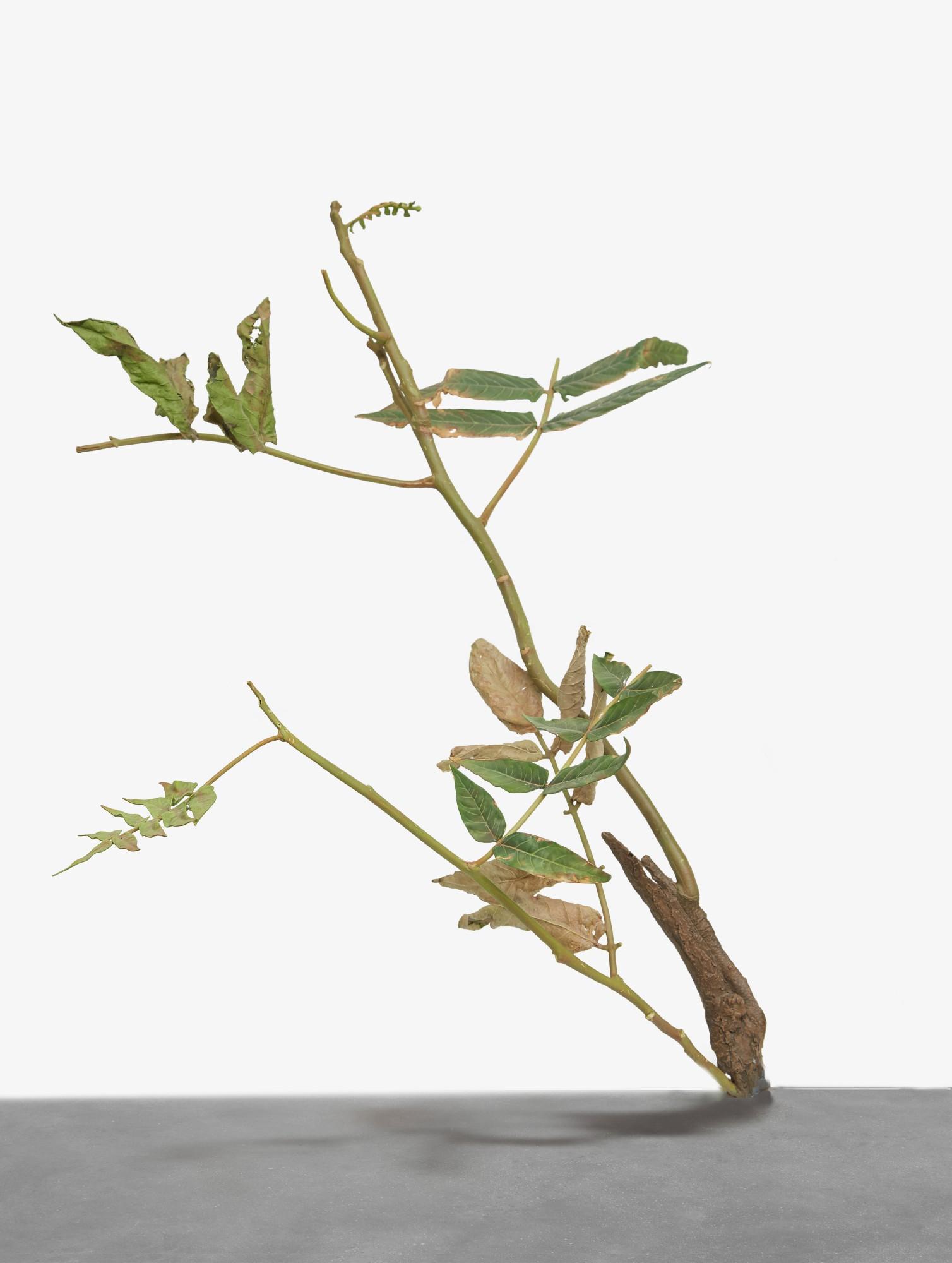 Tony Matelli - Weed #200