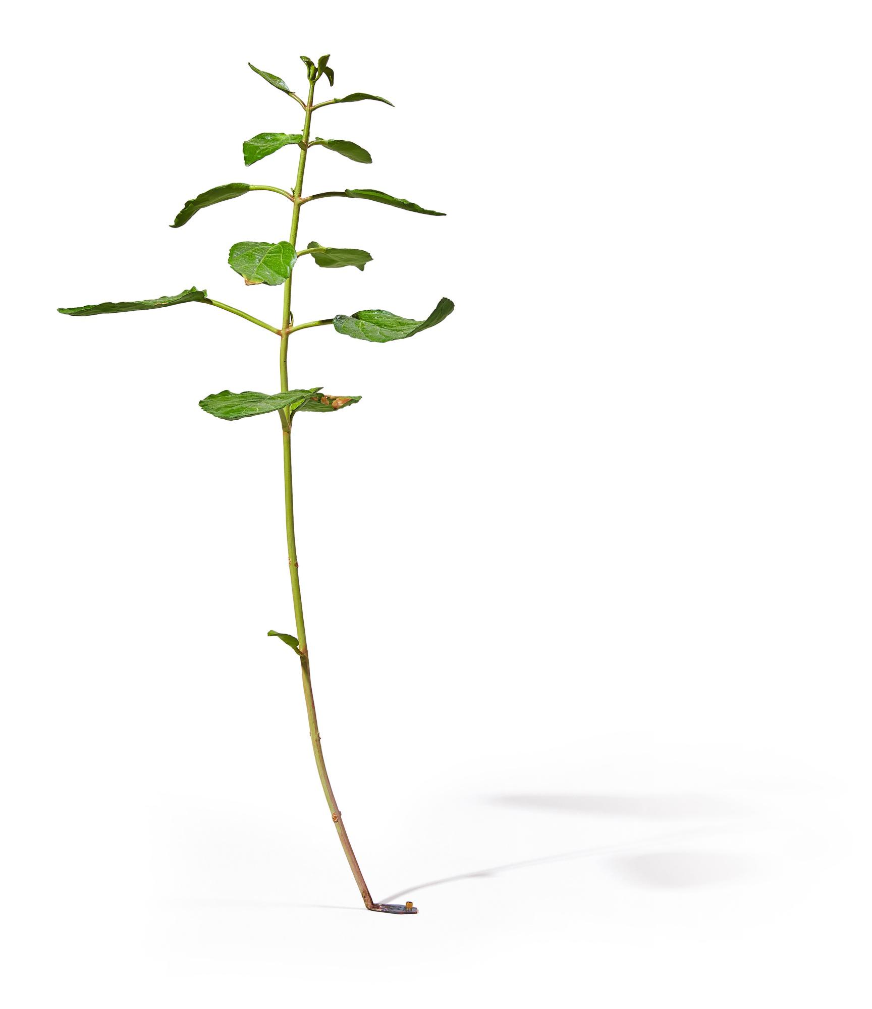 Tony Matelli - Weed #281