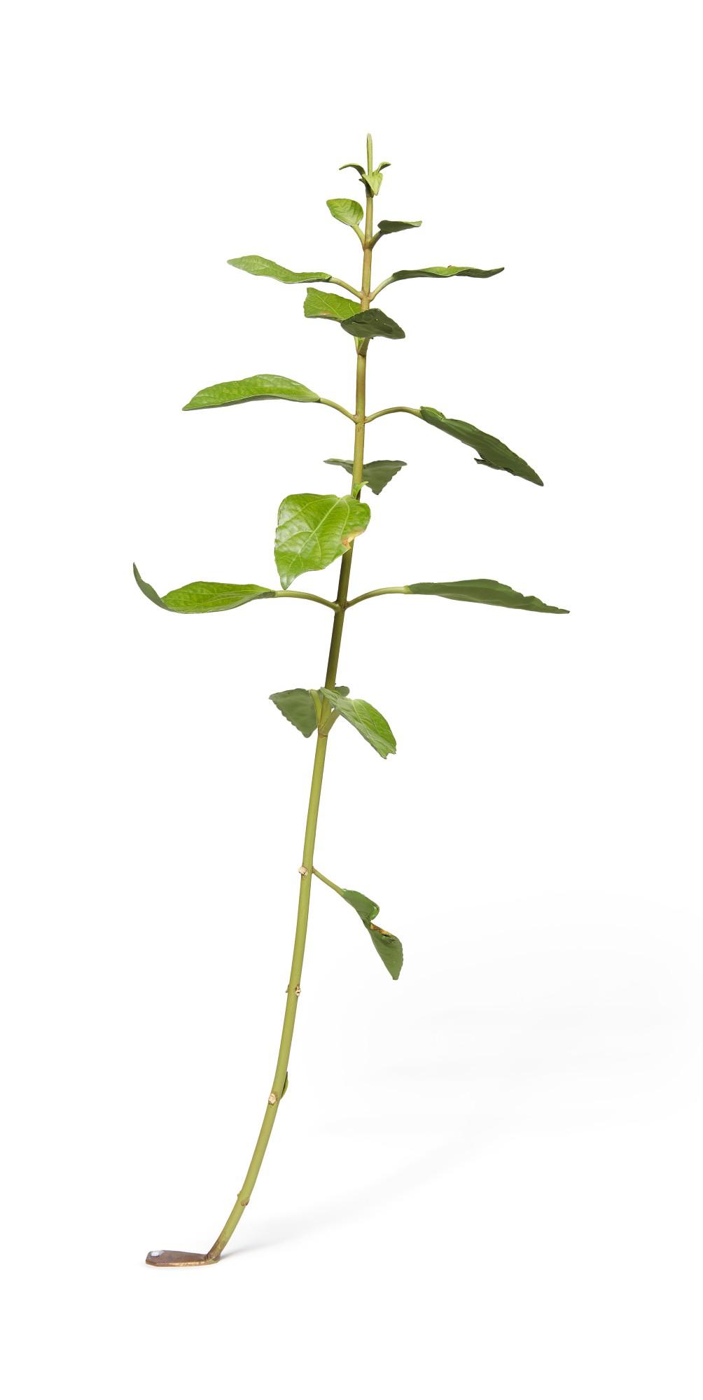 Tony Matelli - Weed #285