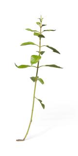 Tony Matelli - Weed #285