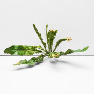 Tony Matelli - \'Weed #65\'