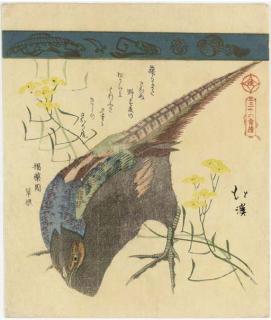 Totoya Hokkei - Pheasant With Yellow Flowers, From The Series Sanjurokkin Tsuzuki (Collection of Thirty-Six Birds And Animals)