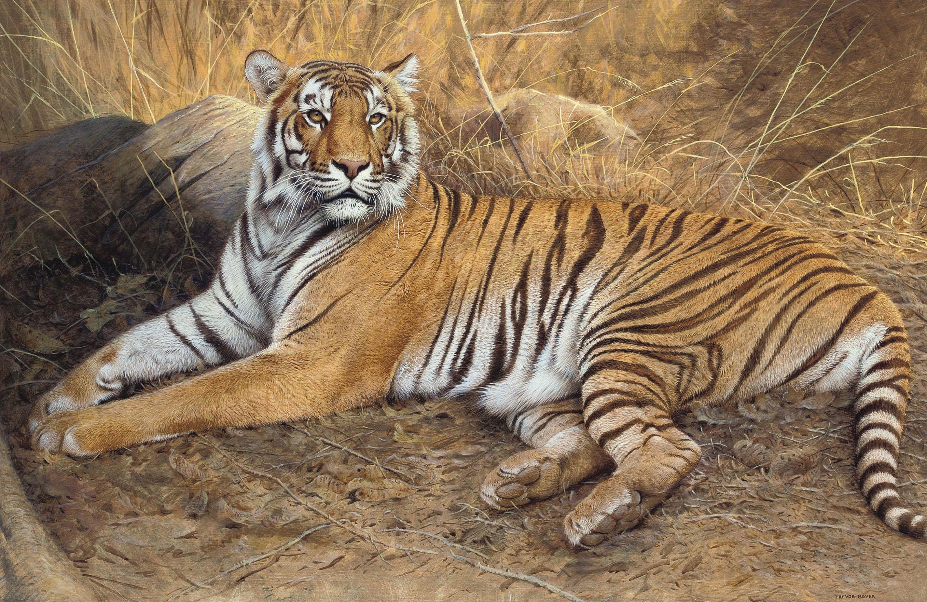 Trevor Boyer - A tiger resting