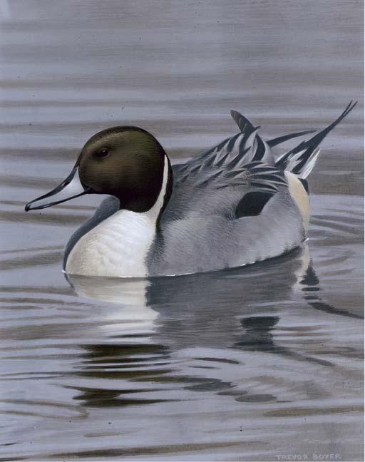 Trevor Boyer - Pintail Drake