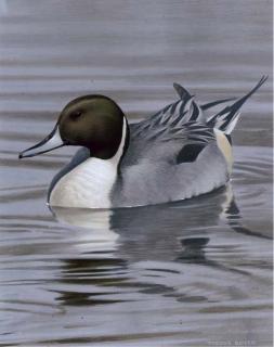 Trevor Boyer - Pintail Drake
