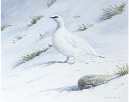 Trevor Boyer - Ptarmigan in snow