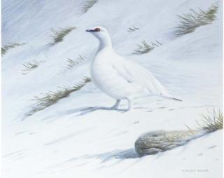 Trevor Boyer - Ptarmigan in snow