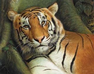 Trevor Boyer - Tiger