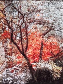 Trevor Paglen - \'Bloom (#79655d)\', 2020