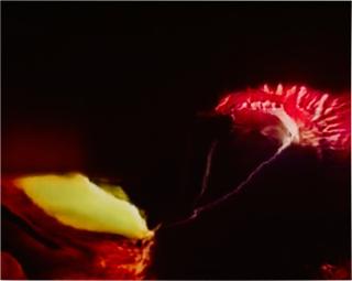 Trevor Paglen - Venus Flytrap (Corpus: American Predators) Adversarially Evolved Hallucination