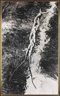 Tunga - A Vanguarda Viperina