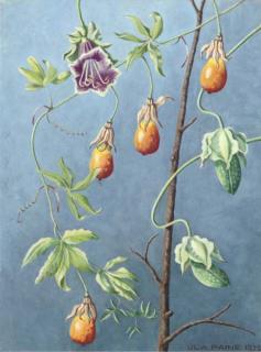 Ula Paine - Fruit and blossom