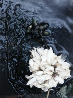 Ullamaija Hänninen - \