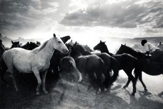 Ulrich Mack - Ohne Titel (Wildpferdefang)