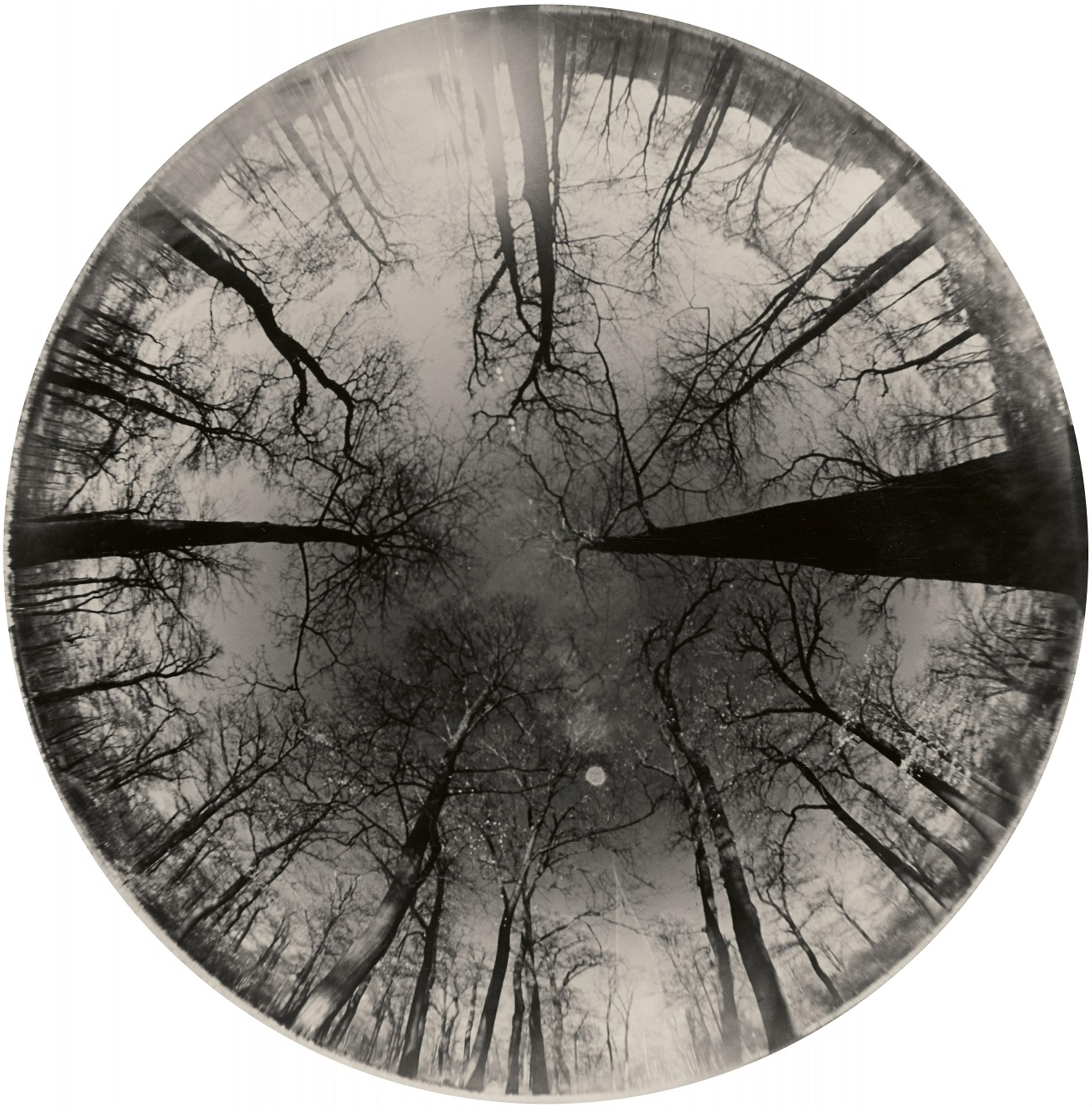 Umbo - Winterlicher Wald (Grunewald, Berlin)