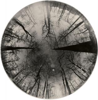 Umbo - Winterlicher Wald (Grunewald, Berlin)