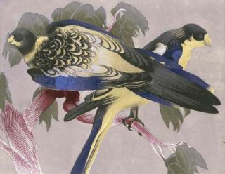 Vaughan Murray Griffin - Blue Parrots