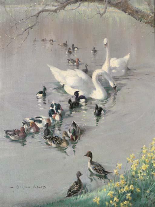 Vernon de Beauvoir Ward - Swans, Ducks And Moorhens