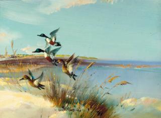 Vernon Ward - Ducks Startled