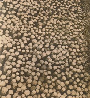 Victor Guidalevitch - Untitled, Logs