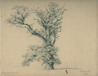 Victor Paul Mohn - Baumstudie.