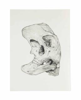 Victor Rodriguez - Curved Skull