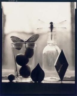 Victor Schrager - Untitled (Dragon & Butterfly), 1997