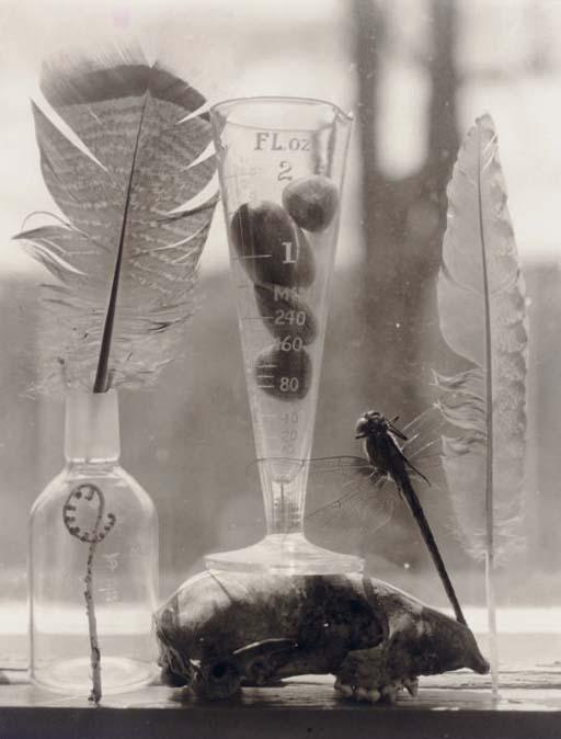 Victor Schrager - Untitled (Dragonfly & Feathers), 1998