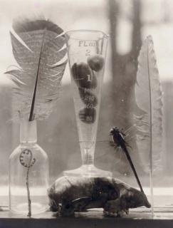 Victor Schrager - Untitled (Dragonfly & Feathers), 1998