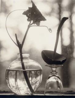 Victor Schrager - Untitled (Upside Down Mushroom), 1998