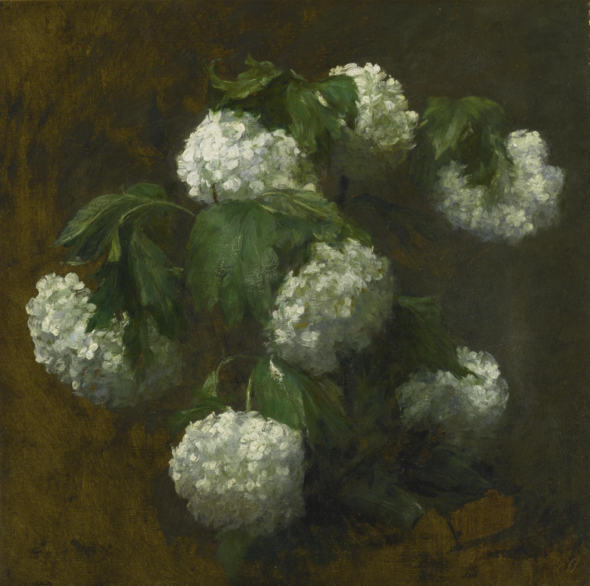 Victoria Dubourg Fantin Latour - White Hydrangeas