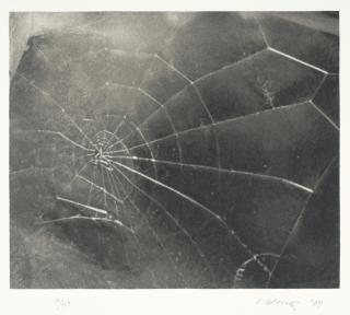 Vija Celmins - Spider Web