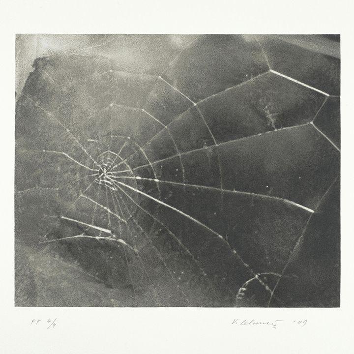 Vija Celmins - Spider Web