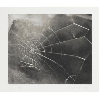 Vija Celmins - Spider Web