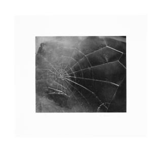 Vija Celmins - Spider Web