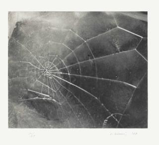 Vija Celmins - Spider Web
