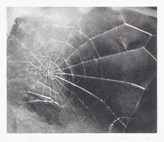 Vija Celmins - Spider Web