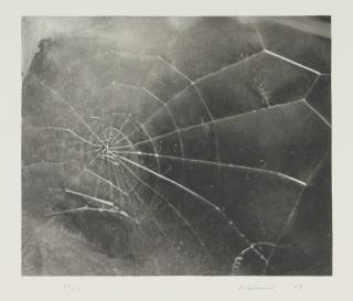 Vija Celmins - Spiderweb