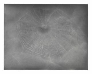 Vija Celmins - Untitled (Web 3)