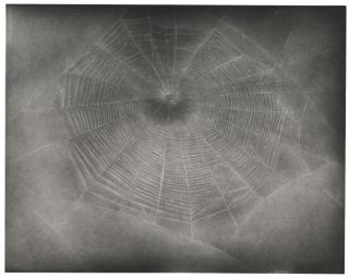Vija Celmins - Untitled (Web 3)