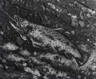 Vik Muniz - The Trout after Courbet (Pictures of Soil series)