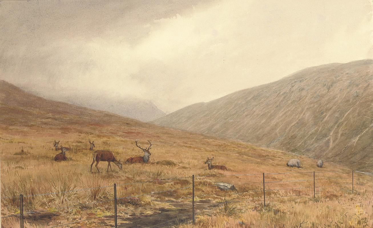 Vincent Balfour Brown - The sheep fence: A stag, hind and sheep in the highlands