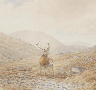Vincent Balfour-Browne - Stag Looking Back In A Misty Highland Landscape