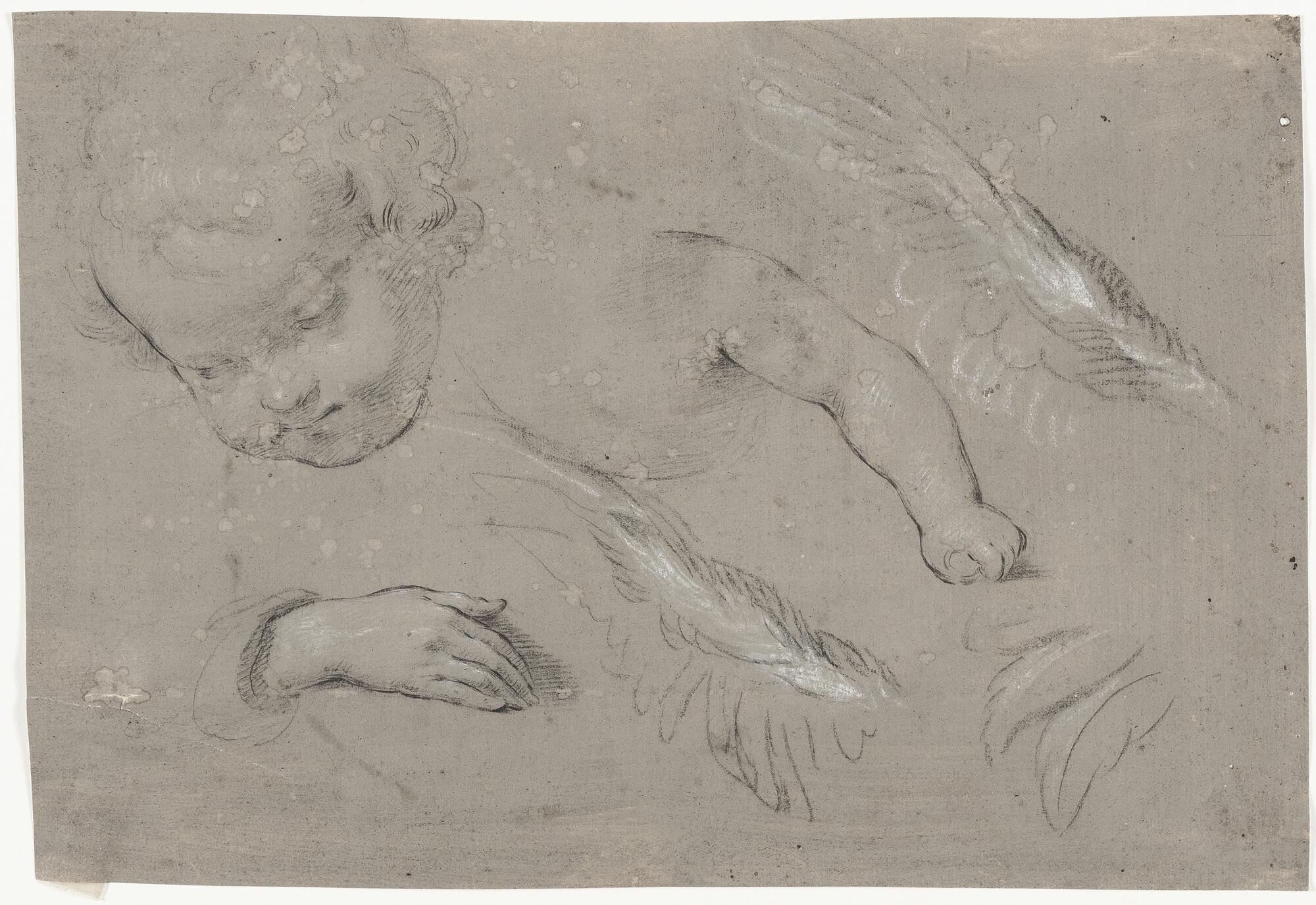 Vincenzo Dandini - 3 Bll.: Studienblätter mit Kopf-, Hand-, Bein- und Flügelstudien