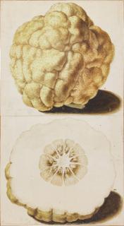 Vincenzo Leonardi - A crowned whole and half Citrus Fruit