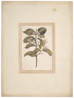 Vincenzo Leonardi - A flowering lemon twig (Citrus limon)